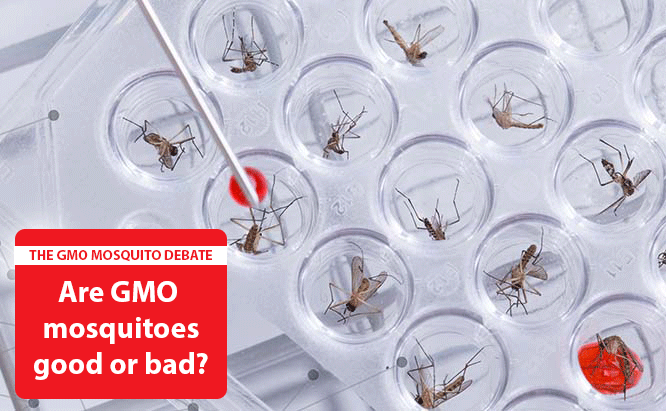 Are Genetically Modified Mosquitoes Good or Bad?