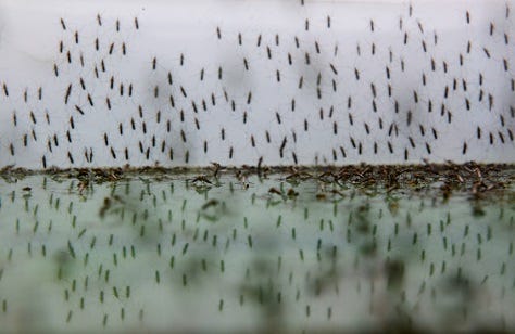 mosquito breeding cycle