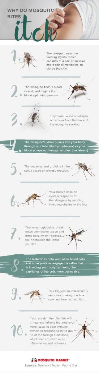 Why Do Mosquito Bites Itch