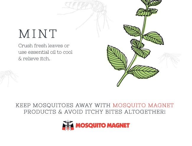 How to Relieve Mosquito Bite Itch Naturally - Mint leaves