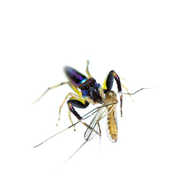 Do Spiders Eat Mosquitoes? · ExtermPRO