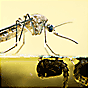 Mosquito-borne diseases