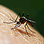 Mosquito Control Methods