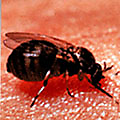 Black Flies