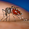 Aedes aegypti Mosquito - Biting Insect Library