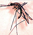 Anopheles Mosquito