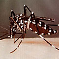 Asian Tiger Mosquito