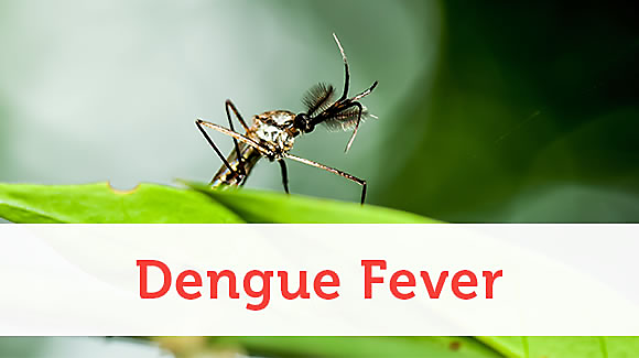 Dengue Fever Dengue Fever