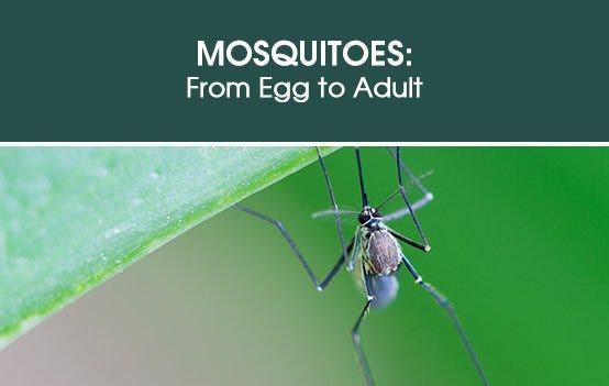 Mosquitoes: From Egg to Adult