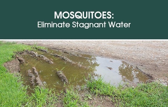 Mosquitoes: Eliminate Stagnant Water