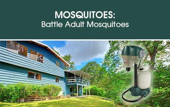 Mosquitoes: Battle Adult Mosquitoes