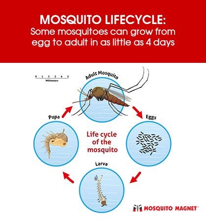 Mosquitoe Lifecycle