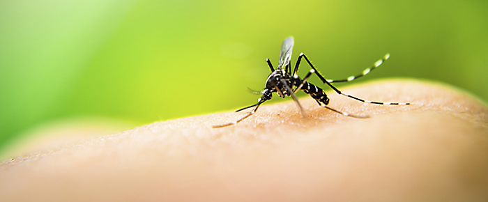 Zika Virus What You Need to Know