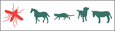 West Nile in Animals West Nile in Animals
