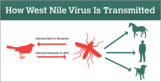 What is West Nile Virus