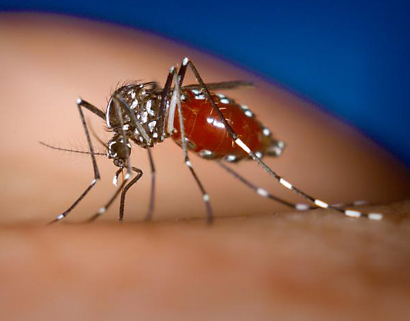 Yellow Fever Mosquito