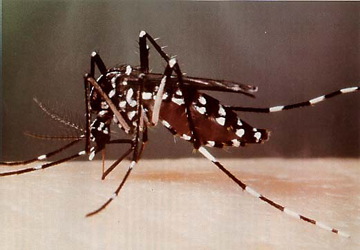 Asian Tiger Mosquito