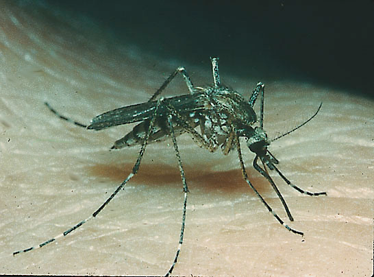 Inland Floodwater Mosquito