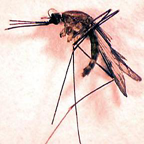 The Quads or Common Malaria Mosquito