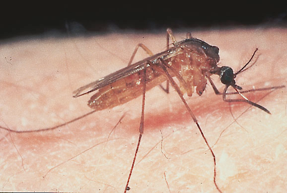 Unbanded Salt Marsh Mosquito