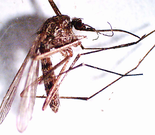 Winter Mosquito