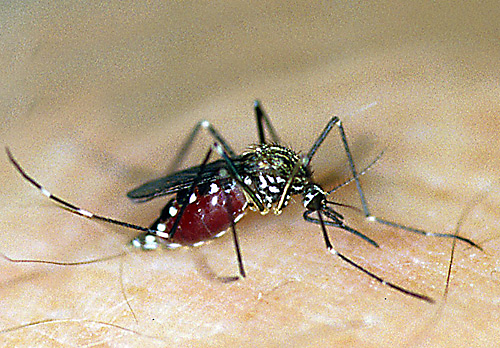 Japanese or Rockpool Mosquito