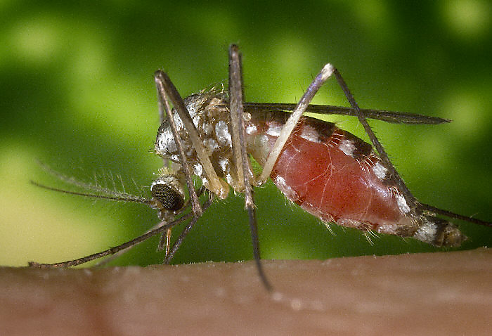 Treehole Mosquito