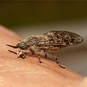 Biting Flies